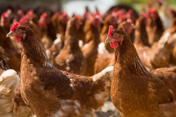 República Checa vai abater 220 mil galinhas devido a gripe aviária